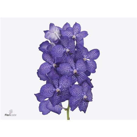 Vanda Sunanda Blueberry Smoothie c3402