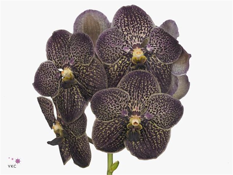 Vanda Sunanda Chocolate Brown c3403