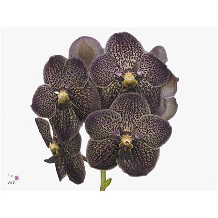 Vanda Sunanda Chocolate Brown c3403