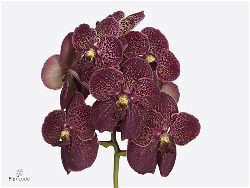Vanda Sunanda Chocolate Red c3404