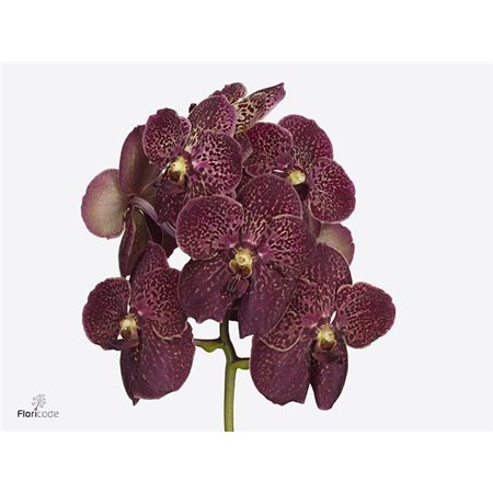 Vanda Sunanda Chocolate Red c3404
