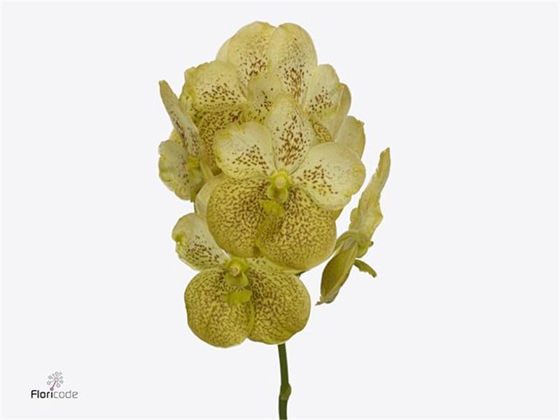 Vanda Sunanda Citronella c3405