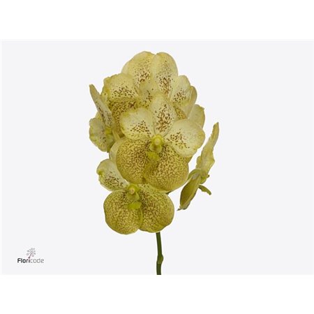 Vanda Sunanda Citronella c3405