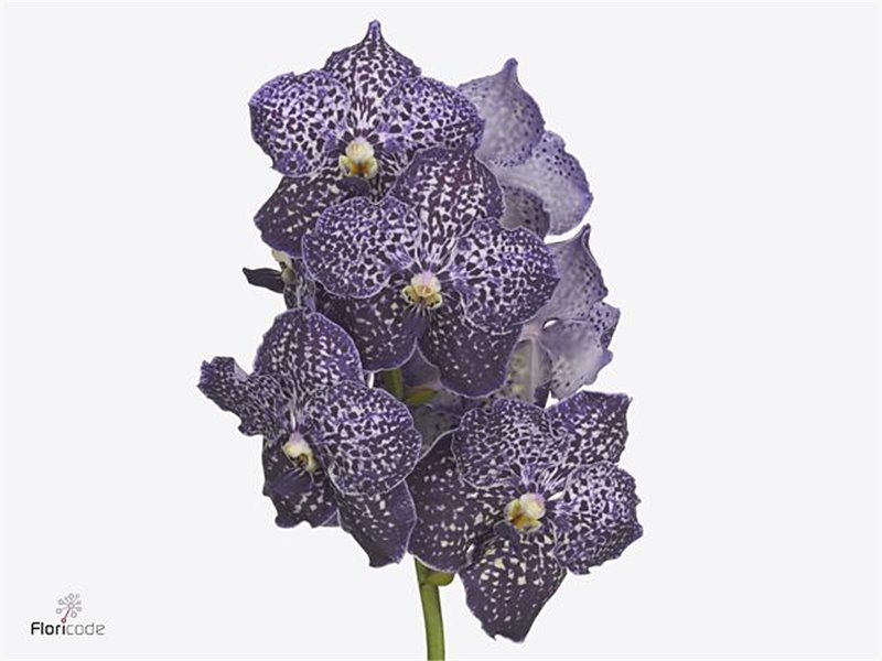 Vanda Sunanda Citronella c3406