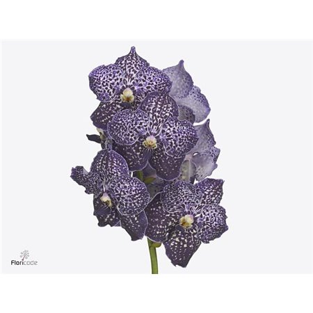 Vanda Sunanda Citronella c3406