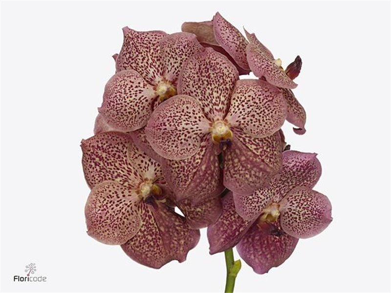 Vanda Sunanda Leopard Coral c3407