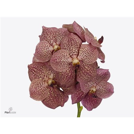 Vanda Sunanda Leopard Coral c3407