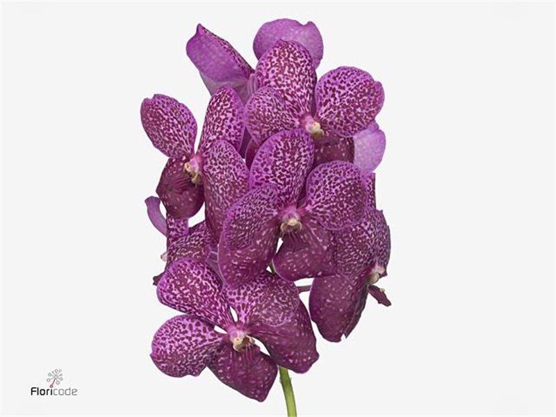 Vanda Sunanda Leopard Coral c3408