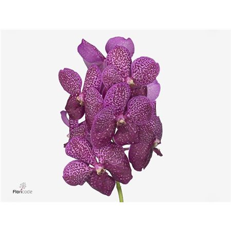 Vanda Sunanda Leopard Coral c3408