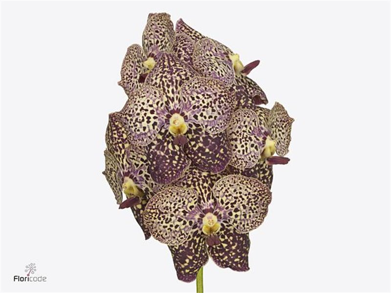 Vanda Sunanda Magenta Glitter c3409