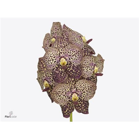 Vanda Sunanda Magenta Glitter c3409