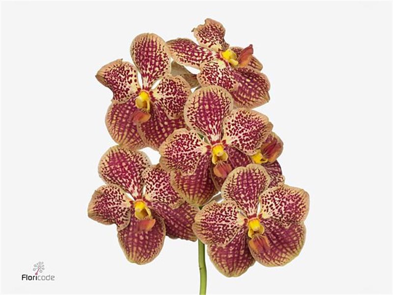 Vanda Sunanda Retro Red c3410