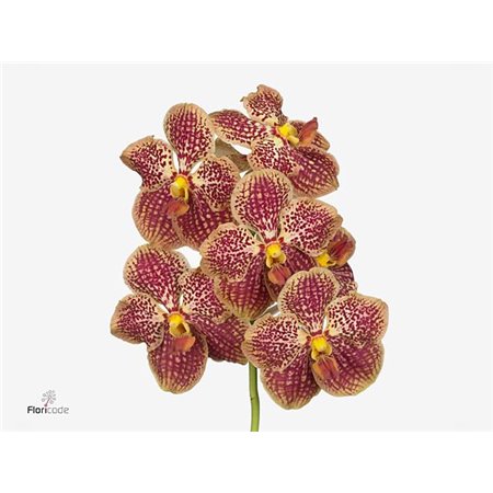 Vanda Sunanda Retro Red c3410