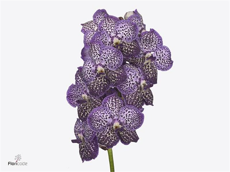 Vanda Sunanda Royal Purple c3411