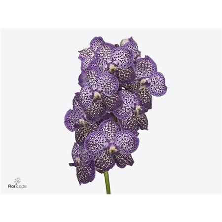 Vanda Sunanda Royal Purple c3411