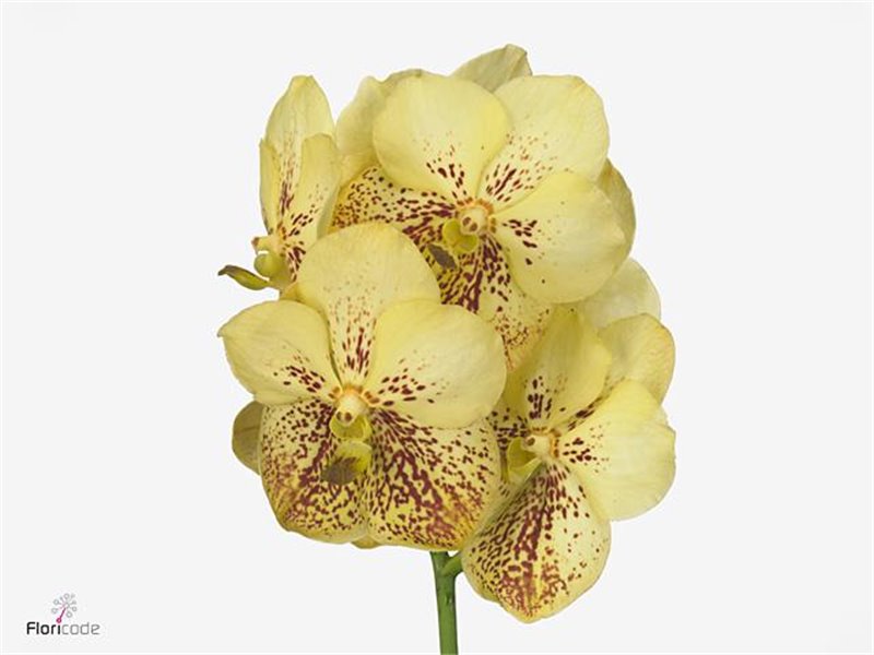 Vanda Sunanda Yellow Henna c3412