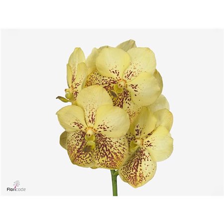 Vanda Sunanda Yellow Henna c3412