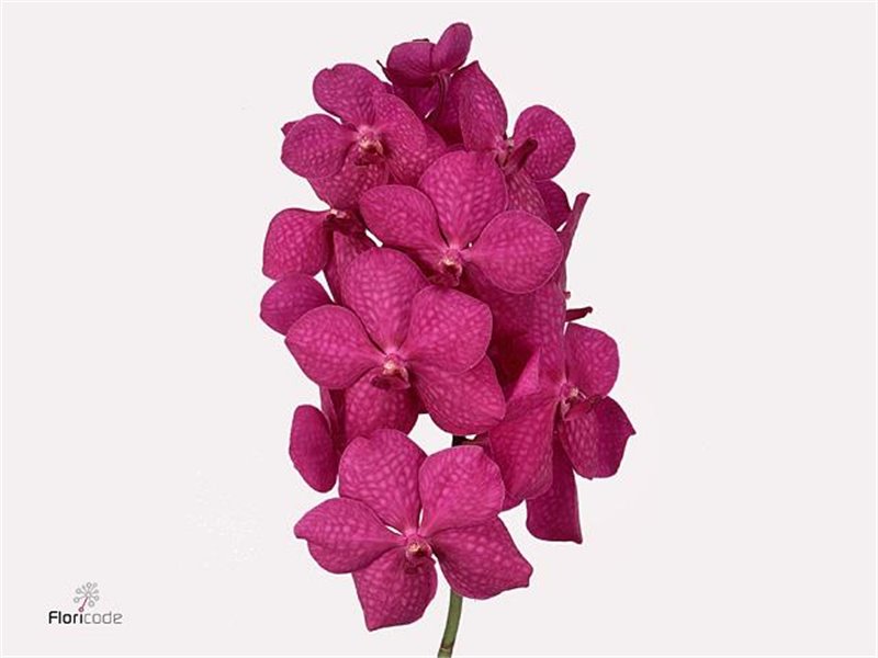 Vanda Tayanee Cerise c3414