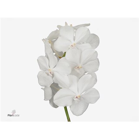 Vanda Tayanee Diamond White c3415