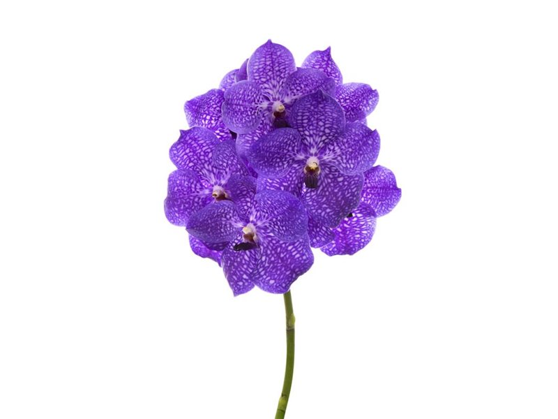 Vanda Violet Blue 83 c3416