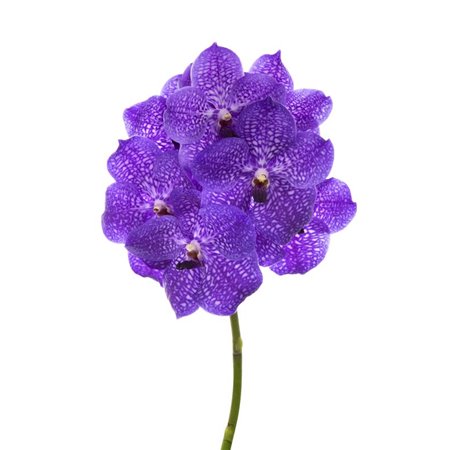 Vanda Violet Blue 83 c3416
