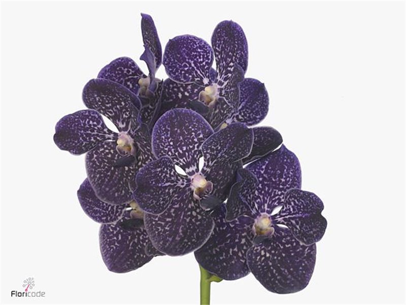 Vanda Violetta Dark c3417