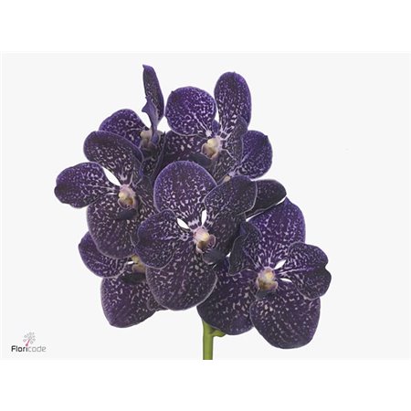 Vanda Violetta Dark c3417