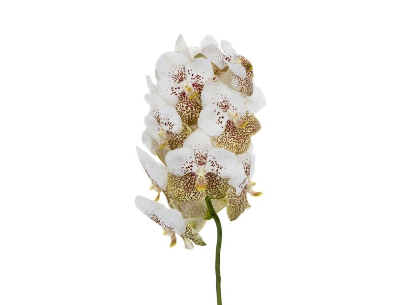 Vanda Yellow Spot 339 c3418