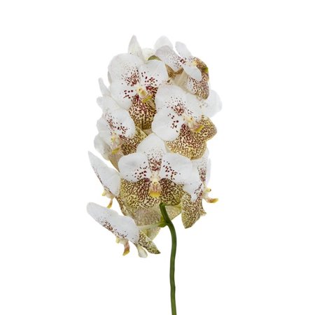 Vanda Yellow Spot 339 c3418