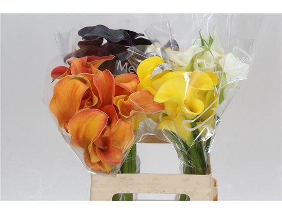 Kala Mixed Double flowered c3454