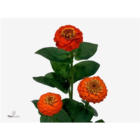 Kala Sweet Art c3462