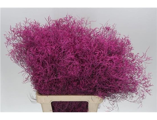 Limonium Dyed Cerise c1907