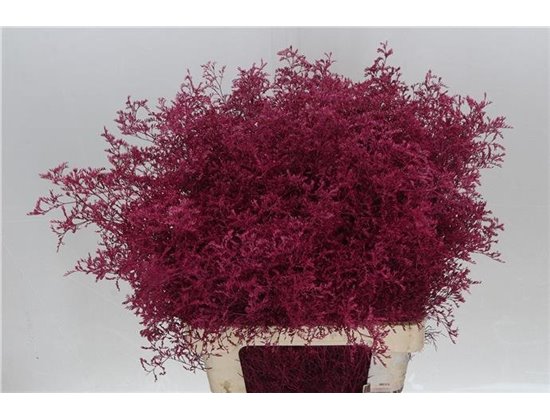Limonium Dyed Cerise c1908