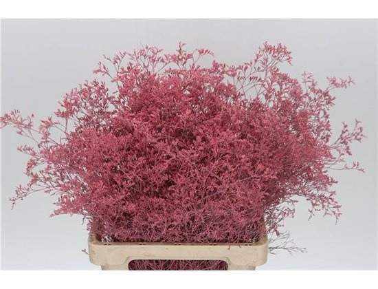 Limonium Dyed Dark Pink c1910