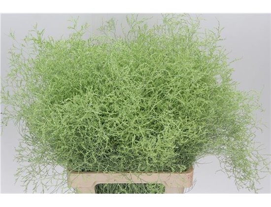 Limonium Dyed Dark Pink c1911