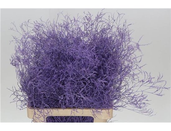 Limonium Dyed Milka c1912