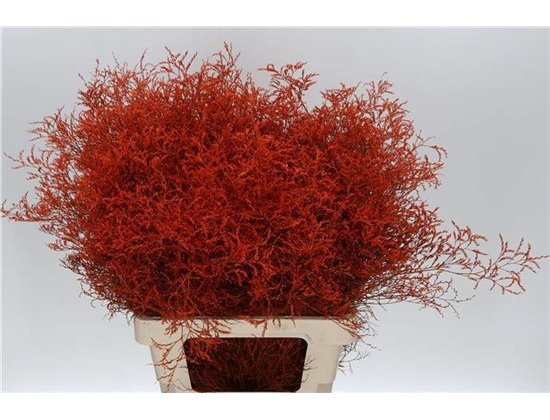 Limonium Dyed Orange c1913