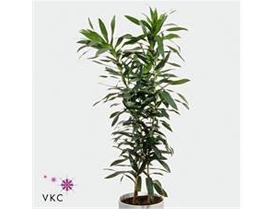 Limonium Dyed Pale Pink c1915