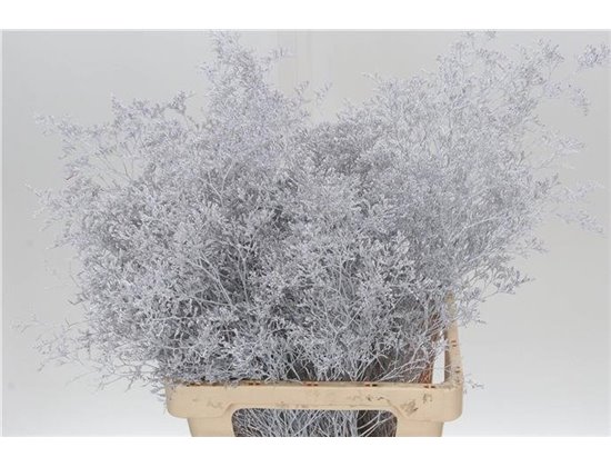 Limonium Dyed White c1917