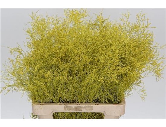 Limonium Dyed Yellow c1918