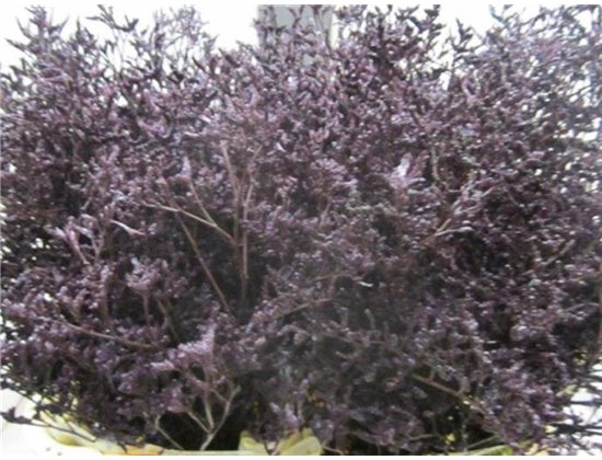 Limonium G Aubergine c1920