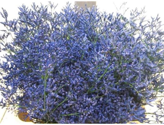 Limonium G Blue c1924