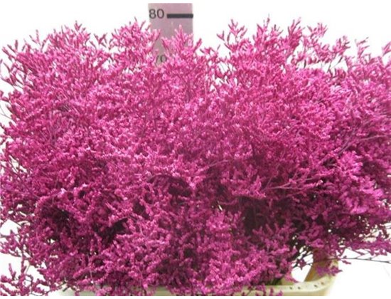 Limonium G Cerise c1928