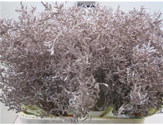 Limonium G Champagne c1929