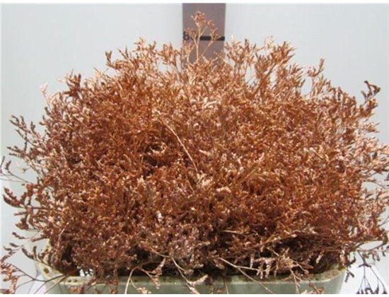 Limonium G Copper c1932