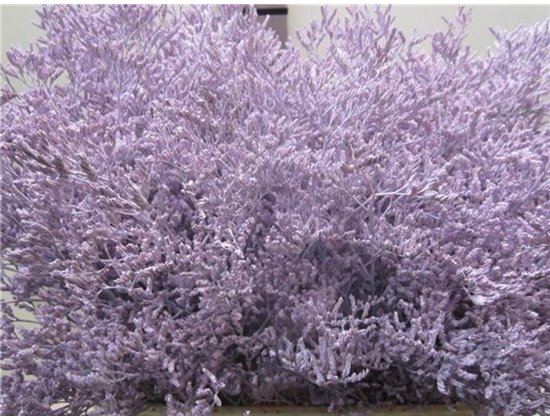 Limonium G Pale Milka c1941