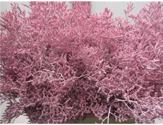 Limonium G Pale Rose c1943
