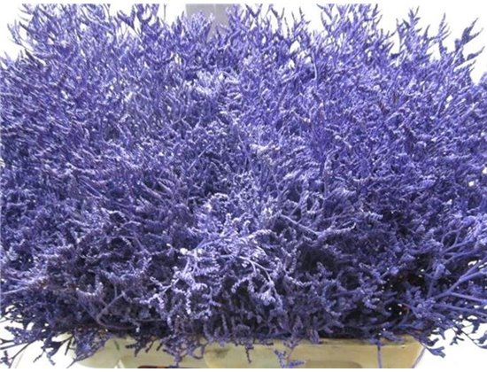 Limonium G Purple c1945