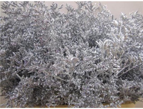 Limonium G Silver c1954
