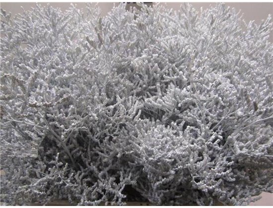 Limonium G White c1956